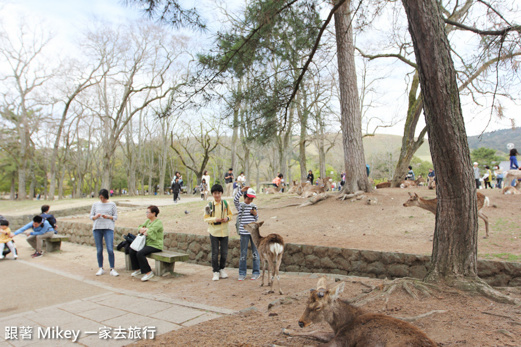 跟著 Mikey 一家去旅行 - 【 奈良 】奈良公園