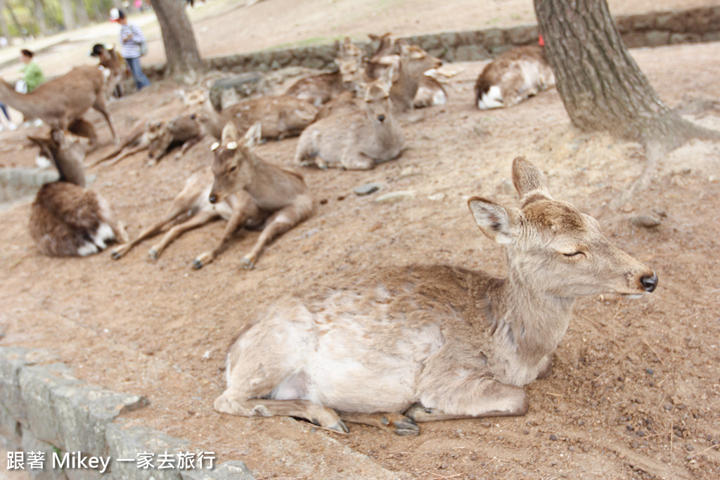 跟著 Mikey 一家去旅行 - 【 奈良 】奈良公園