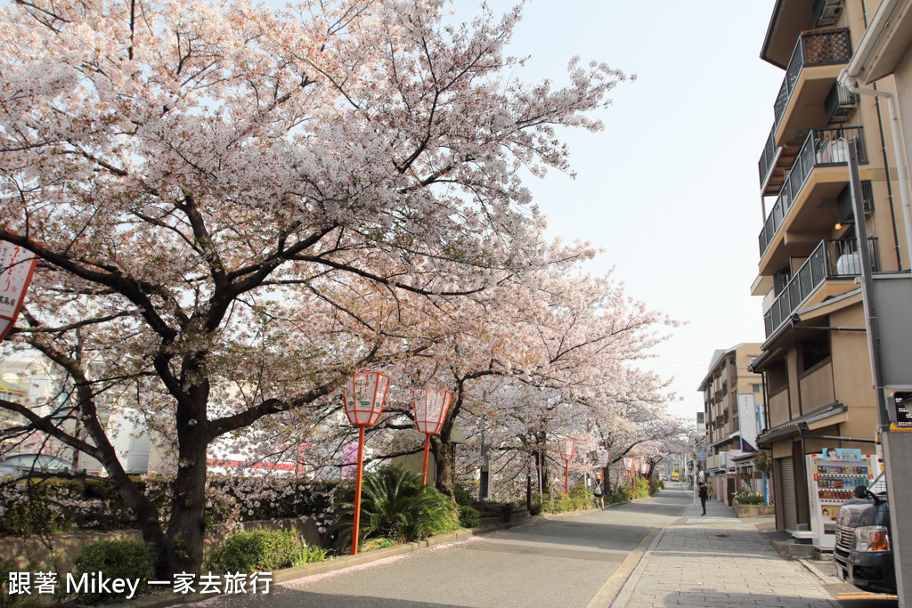 跟著 Mikey 一家去旅行 - 【 京都 】祇園、鴨川 - 櫻花