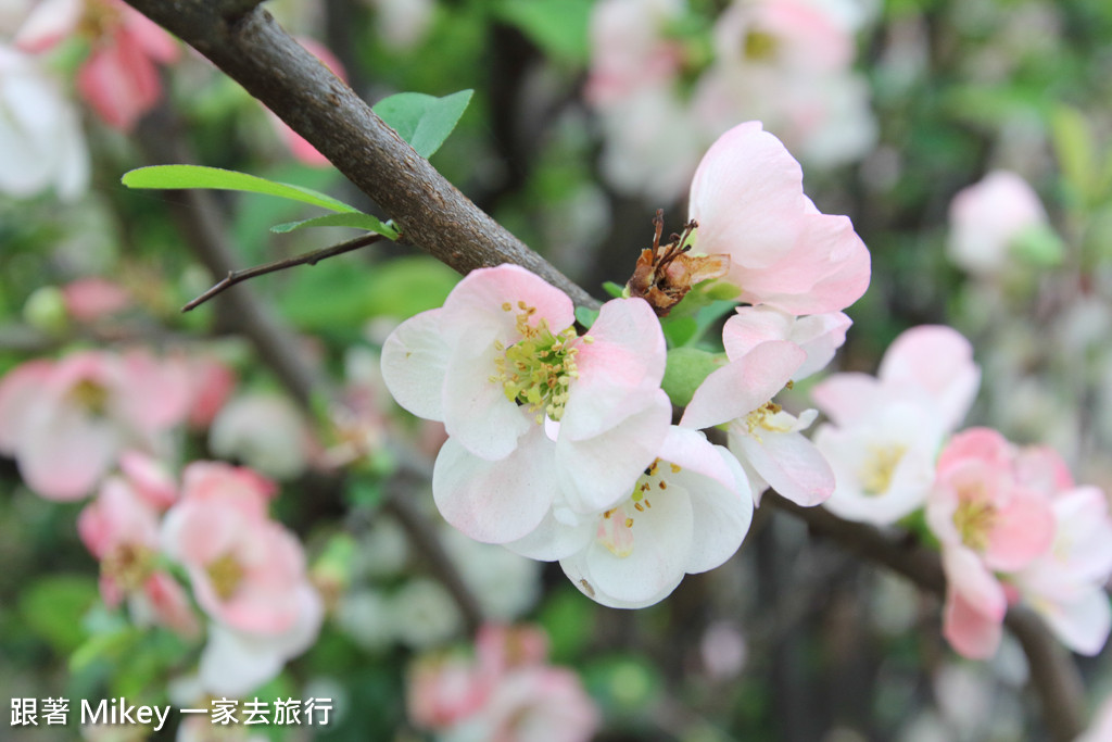 跟著 Mikey 一家去旅行 - 【 京都 】祇園、鴨川 - 櫻花