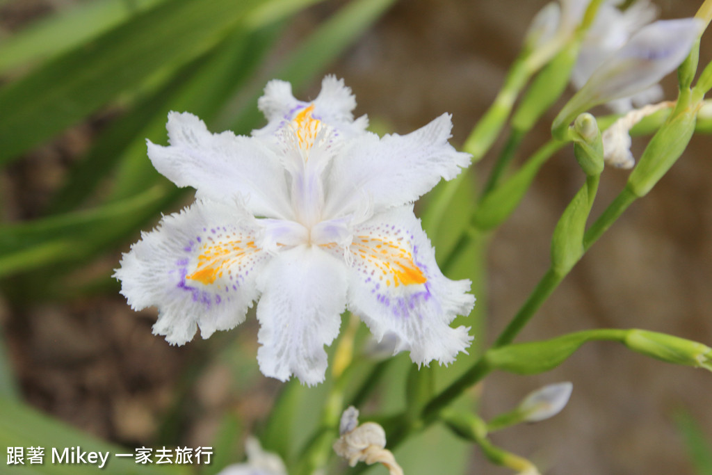 跟著 Mikey 一家去旅行 - 【 京都 】祇園、鴨川 - 櫻花