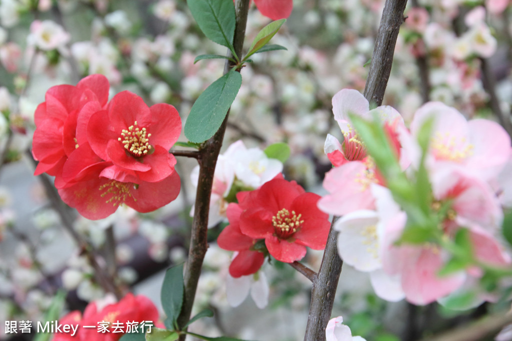 跟著 Mikey 一家去旅行 - 【 京都 】祇園、鴨川 - 櫻花