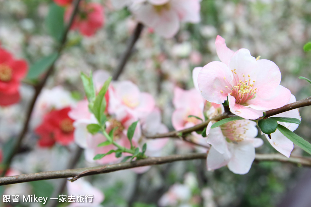 跟著 Mikey 一家去旅行 - 【 京都 】祇園、鴨川 - 櫻花