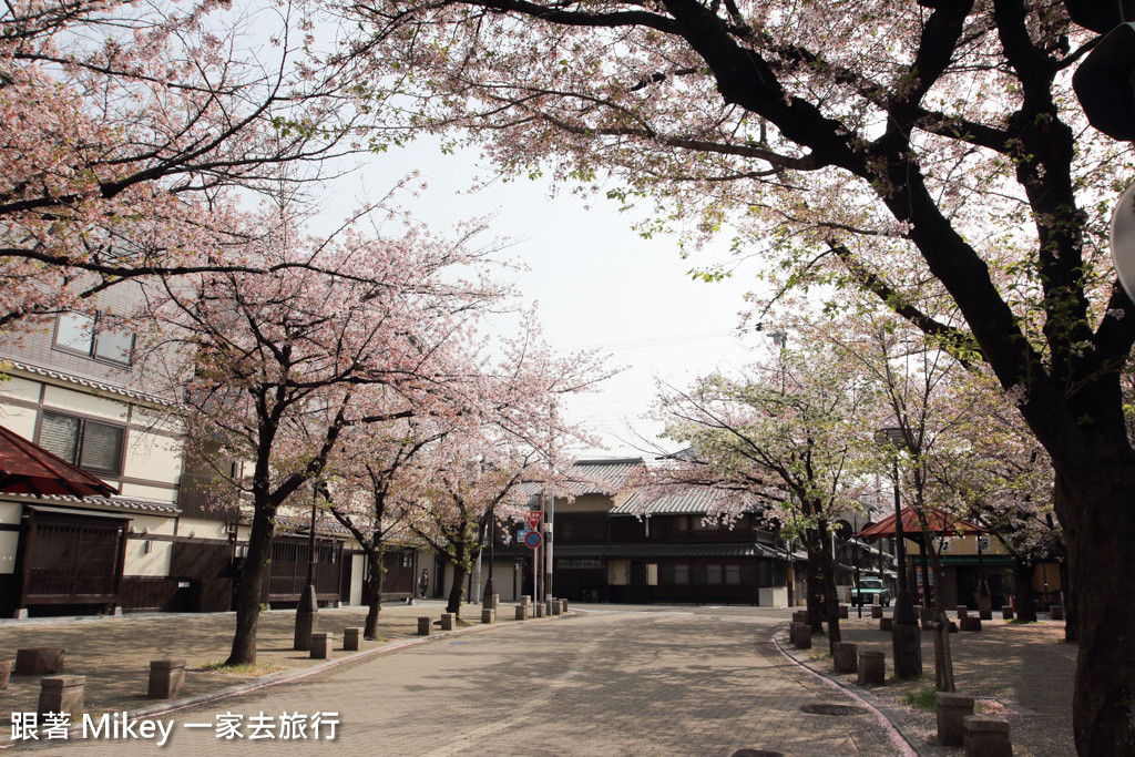 跟著 Mikey 一家去旅行 - 【 京都 】祇園、鴨川 - 櫻花