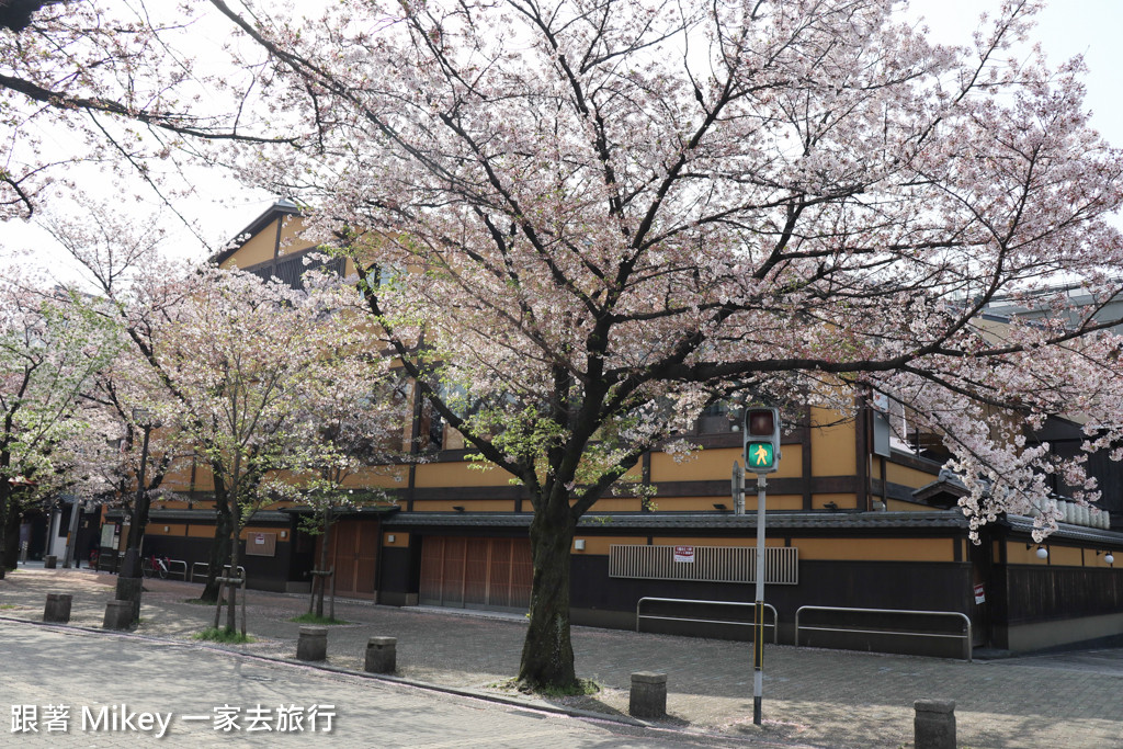 跟著 Mikey 一家去旅行 - 【 京都 】祇園、鴨川 - 櫻花