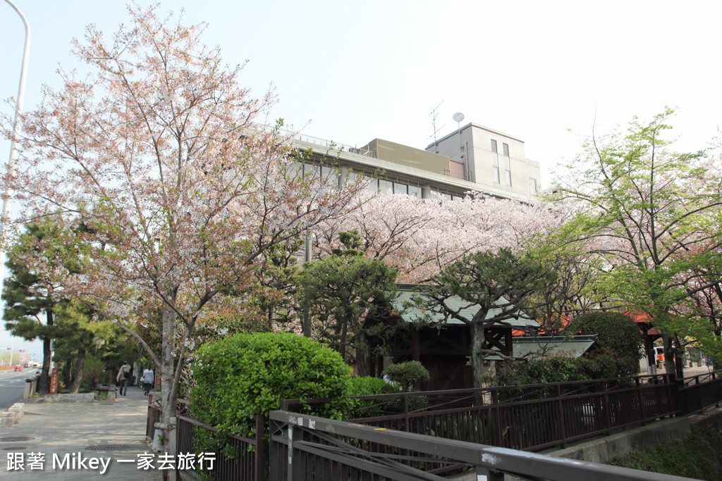 跟著 Mikey 一家去旅行 - 【 京都 】祇園、鴨川 - 櫻花