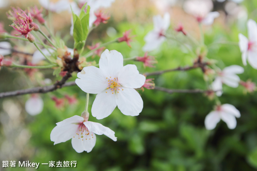 跟著 Mikey 一家去旅行 - 【 京都 】祇園、鴨川 - 櫻花