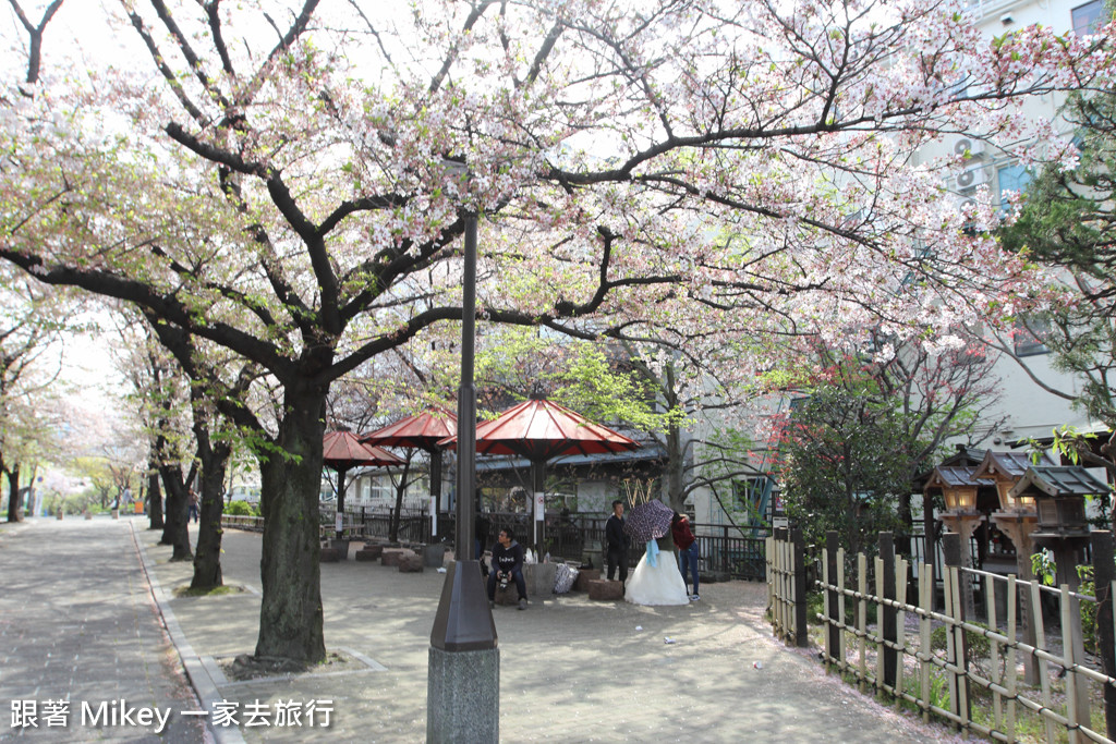 跟著 Mikey 一家去旅行 - 【 京都 】祇園、鴨川 - 櫻花