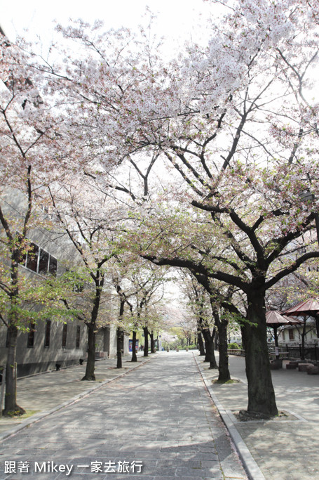 跟著 Mikey 一家去旅行 - 【 京都 】祇園、鴨川 - 櫻花