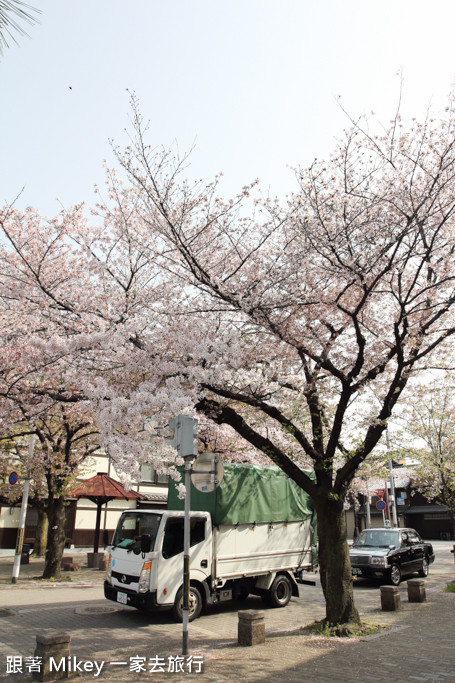 跟著 Mikey 一家去旅行 - 【 京都 】祇園、鴨川 - 櫻花