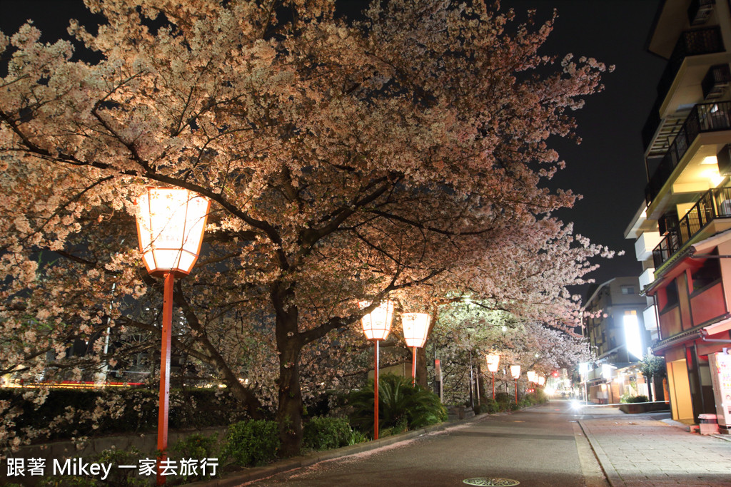 跟著 Mikey 一家去旅行 - 【 京都 】祇園、鴨川 - 夜櫻