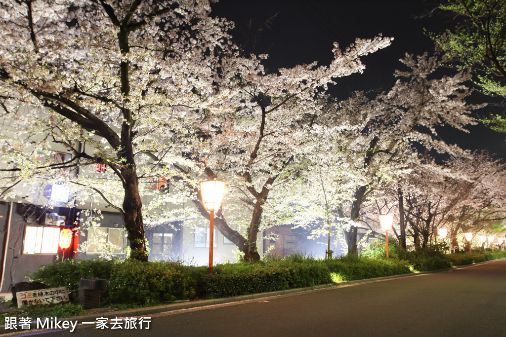 跟著 Mikey 一家去旅行 - 【 京都 】祇園、鴨川 - 夜櫻