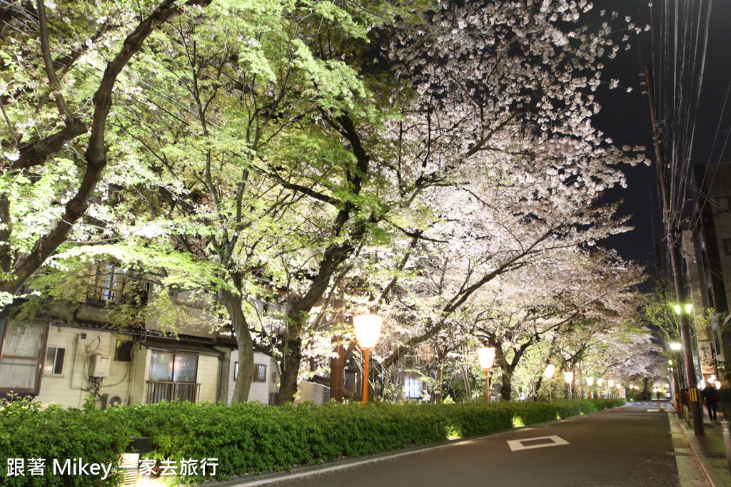 跟著 Mikey 一家去旅行 - 【 京都 】祇園、鴨川 - 夜櫻