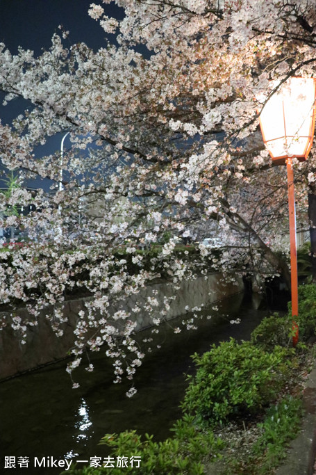 跟著 Mikey 一家去旅行 - 【 京都 】祇園、鴨川 - 夜櫻