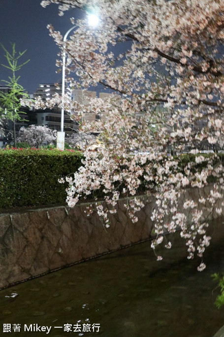 跟著 Mikey 一家去旅行 - 【 京都 】祇園、鴨川 - 夜櫻