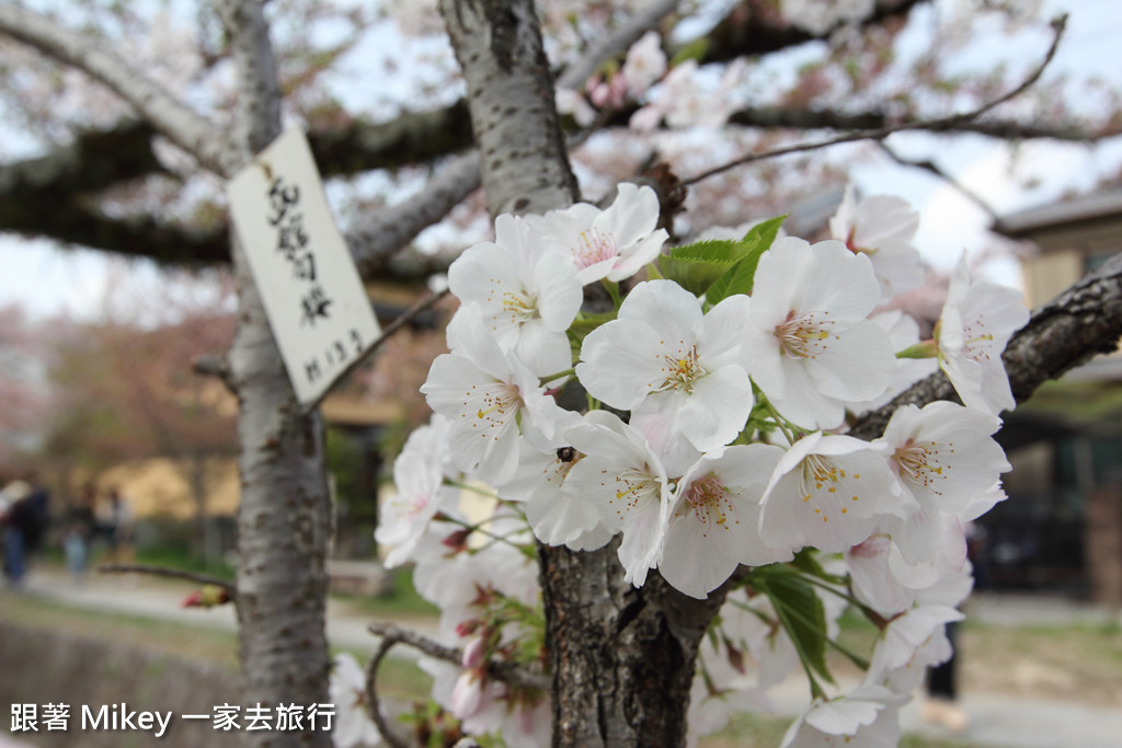 跟著 Mikey 一家去旅行 - 【 京都 】哲學之道