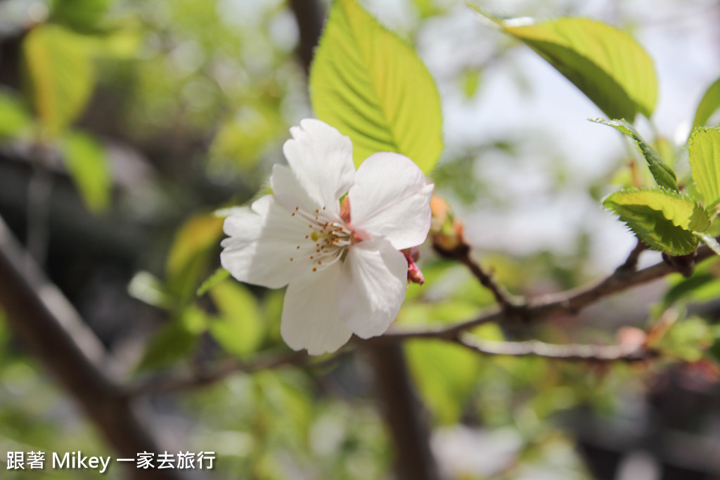 跟著 Mikey 一家去旅行 - 【 京都 】哲學之道