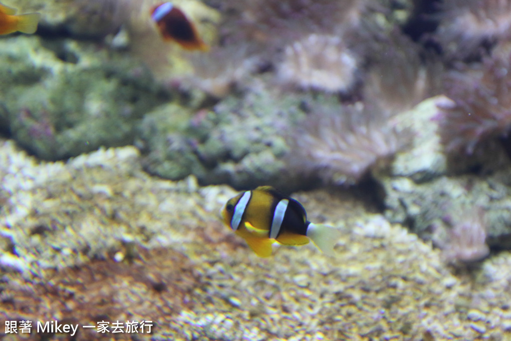 跟著 Mikey 一家去旅行 - 【 馬公 】澎湖水族館 - Part 1