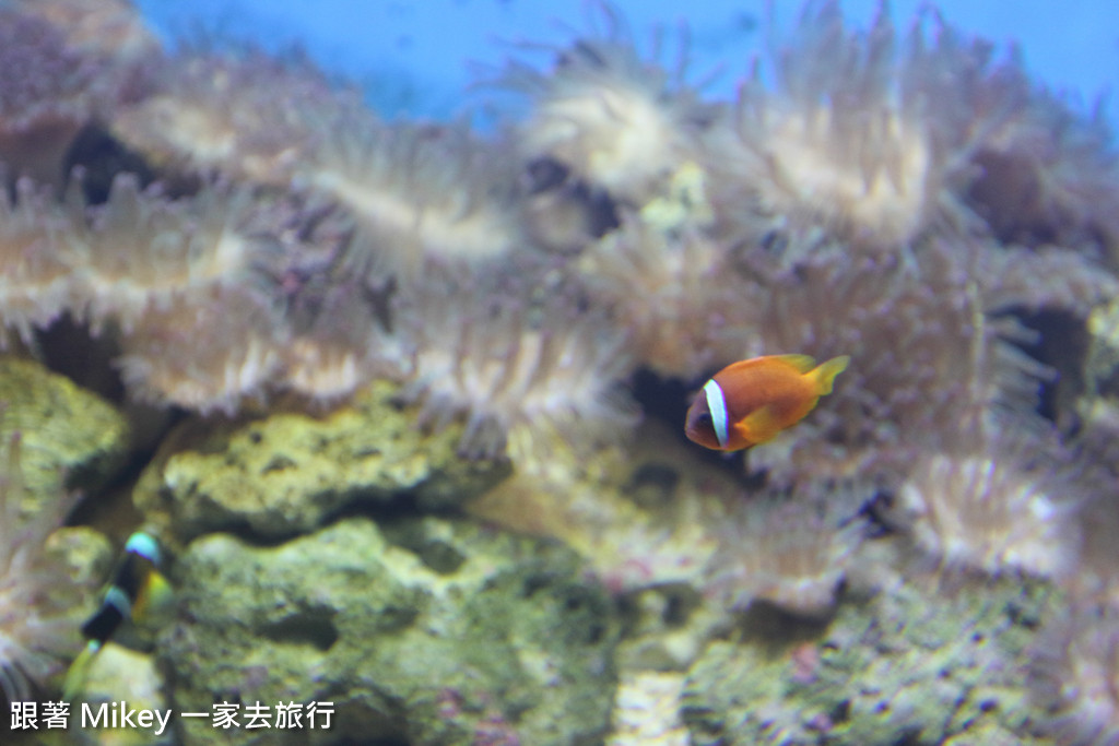 跟著 Mikey 一家去旅行 - 【 馬公 】澎湖水族館 - Part 1