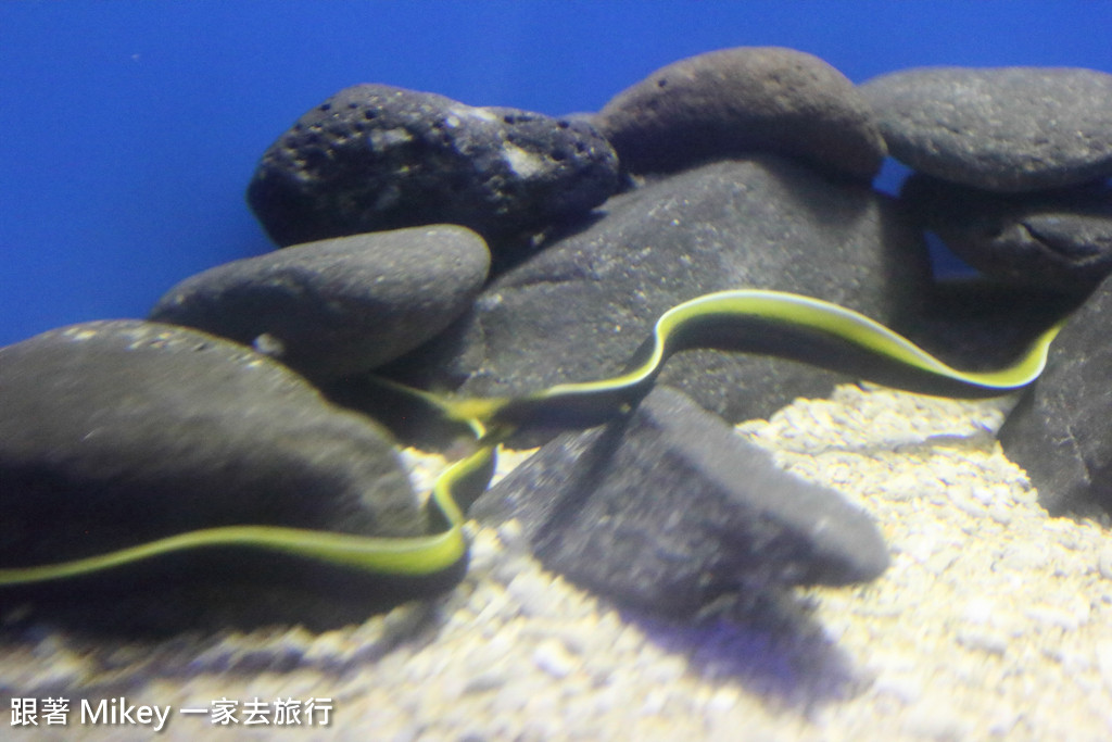 跟著 Mikey 一家去旅行 - 【 馬公 】澎湖水族館 - Part 1