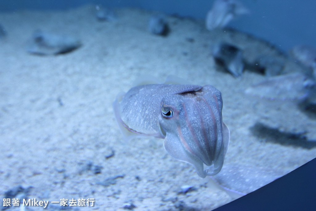 跟著 Mikey 一家去旅行 - 【 馬公 】澎湖水族館 - Part 1