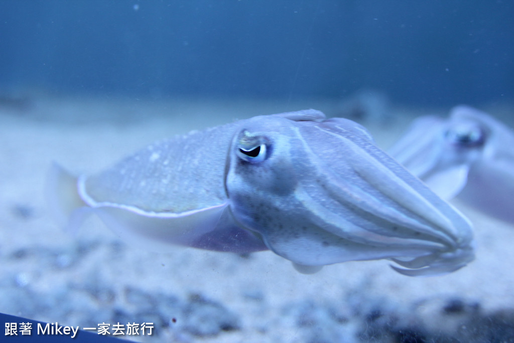 跟著 Mikey 一家去旅行 - 【 馬公 】澎湖水族館 - Part 1