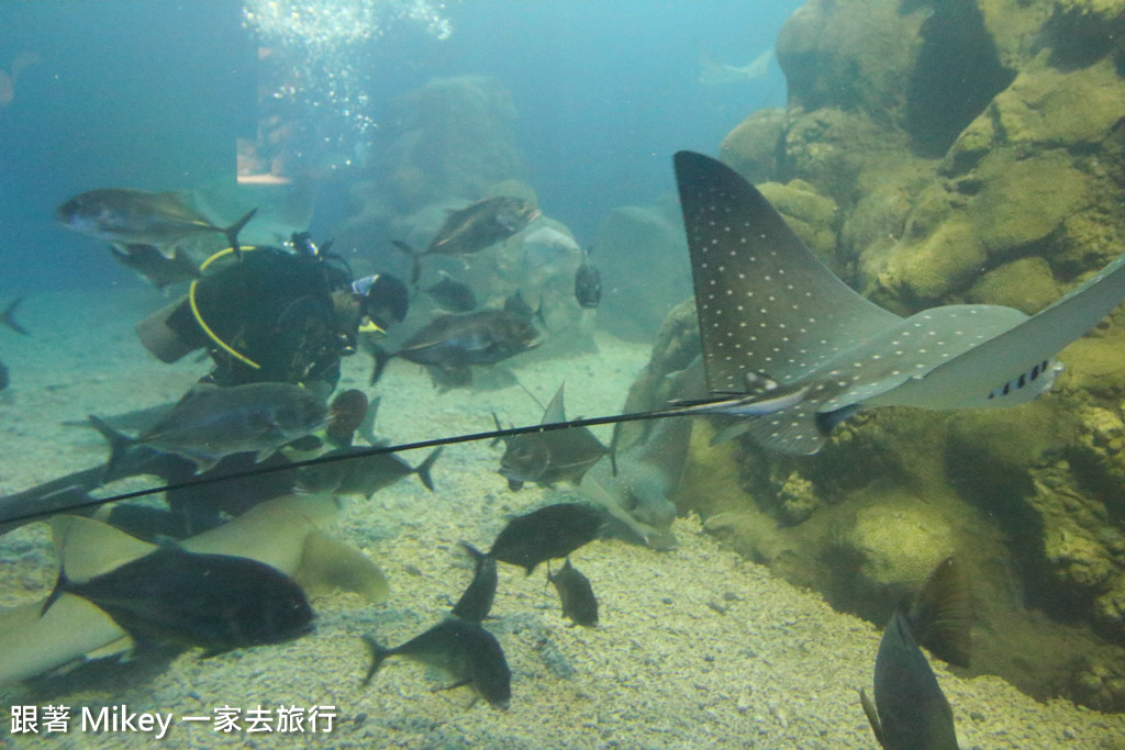 跟著 Mikey 一家去旅行 - 【 馬公 】澎湖水族館 - Part 2