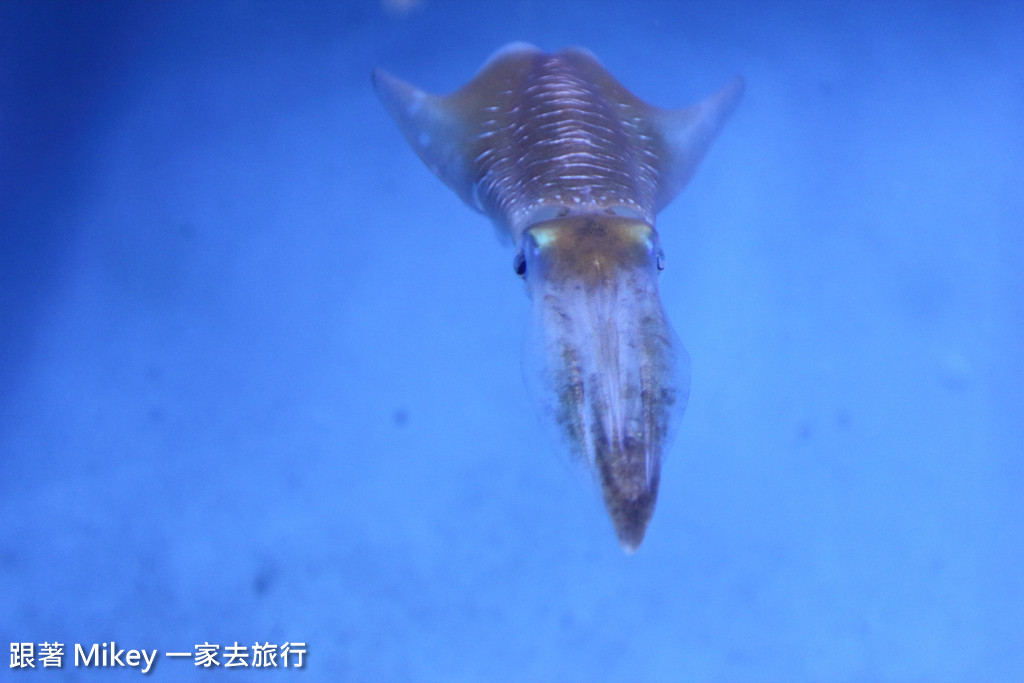 跟著 Mikey 一家去旅行 - 【 馬公 】澎湖水族館 - Part 2