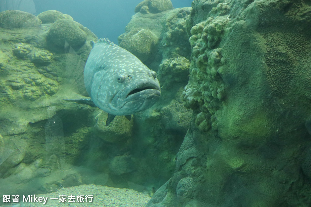 跟著 Mikey 一家去旅行 - 【 馬公 】澎湖水族館 - Part 2