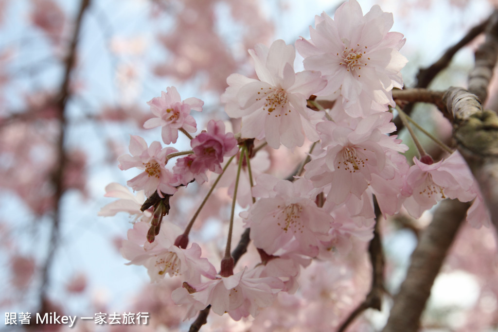 跟著 Mikey 一家去旅行 - 【 京都 】嵐山公園、嵐山渡月橋