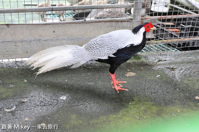 跟著 Mikey 一家去旅行 - 【 大同 】櫻花溫泉露營區