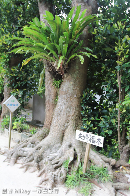 跟著 Mikey 一家去旅行 - 【 沖繩 】備瀨福木林道