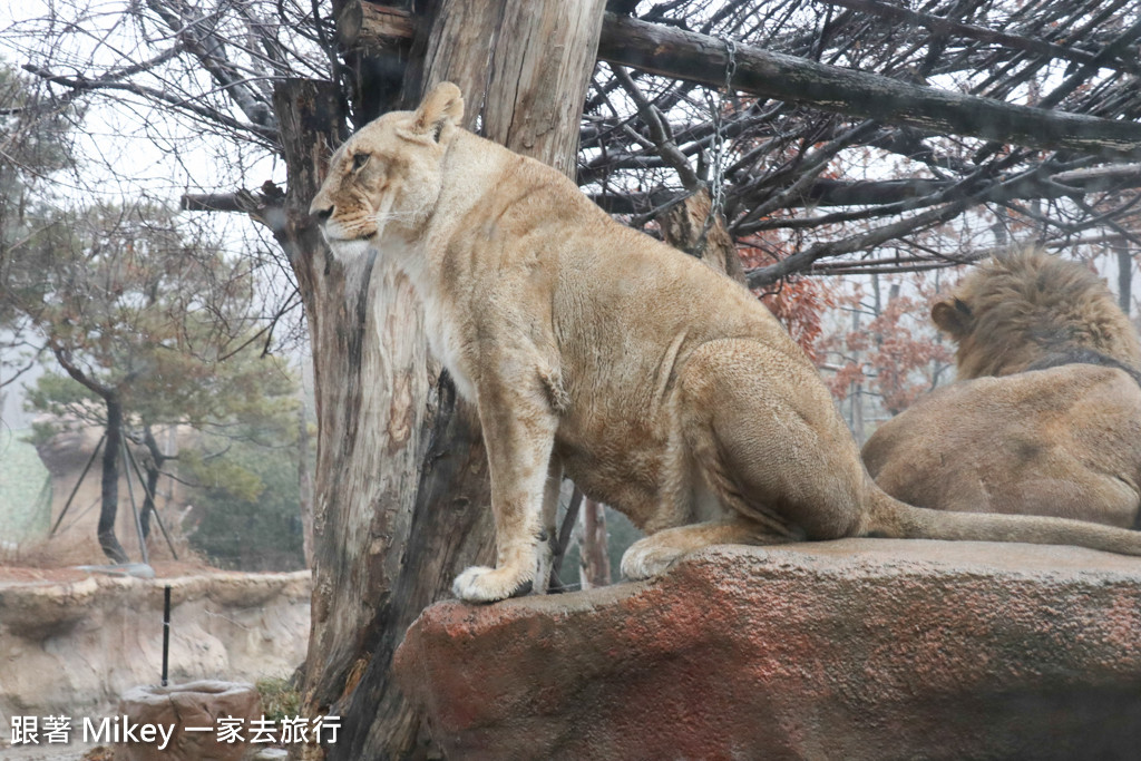 跟著 Mikey 一家去旅行 - 【 京畿道 】愛寶樂園