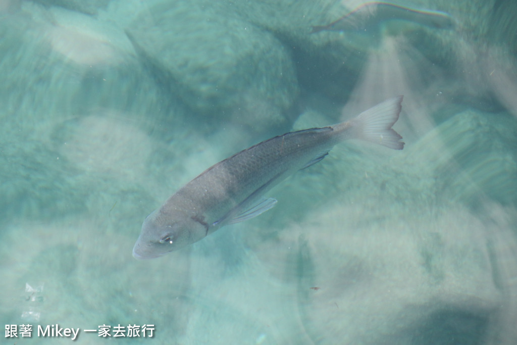 跟著 Mikey 一家去旅行 - 【 沖繩 】部瀨名海中公園