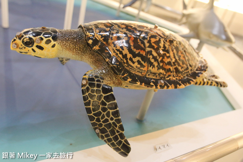 跟著 Mikey 一家去旅行 - 【 沖繩 】美ら海水族館 - 環境篇