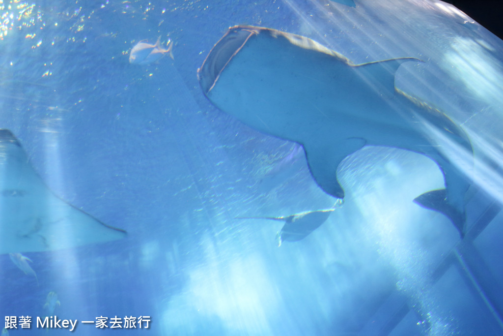 跟著 Mikey 一家去旅行 - 【 沖繩 】 美ら海水族館 - 黑潮之海