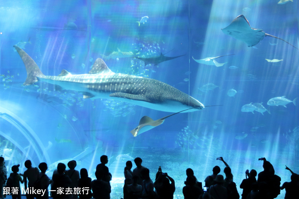 跟著 Mikey 一家去旅行 - 【 沖繩 】 美ら海水族館 - 黑潮之海