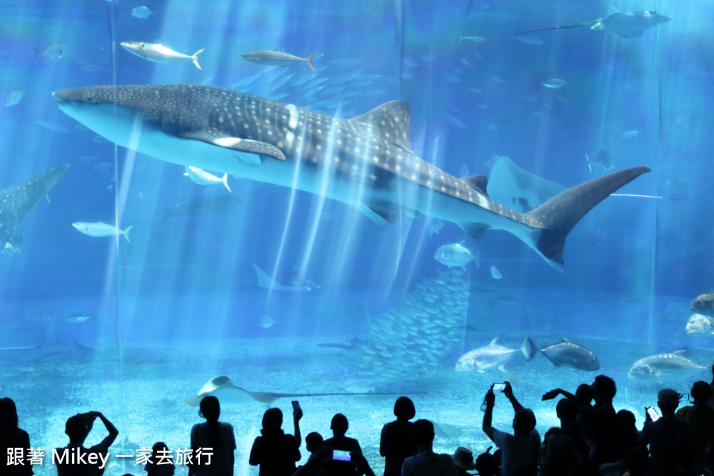 跟著 Mikey 一家去旅行 - 【 沖繩 】 美ら海水族館 - 黑潮之海