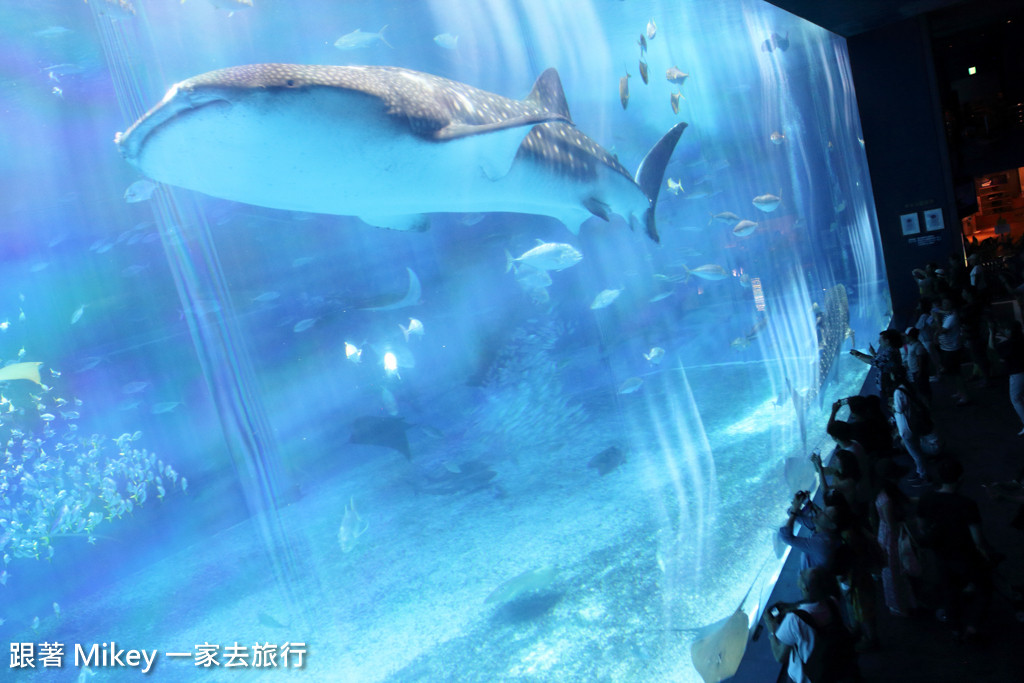 跟著 Mikey 一家去旅行 - 【 沖繩 】 美ら海水族館 - 黑潮之海