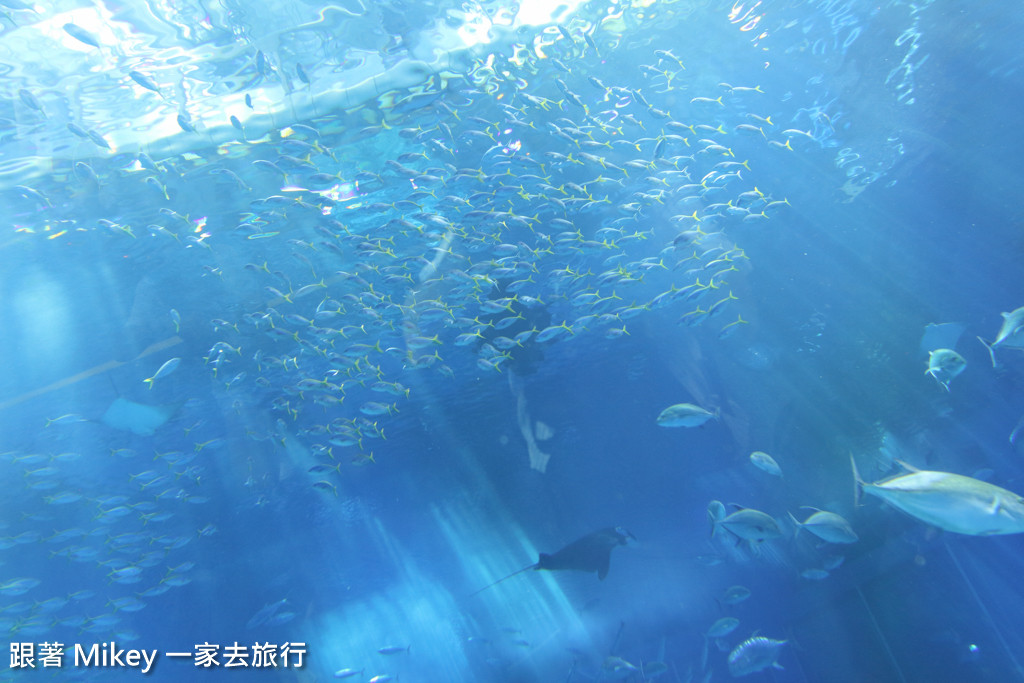 跟著 Mikey 一家去旅行 - 【 沖繩 】 美ら海水族館 - 黑潮之海