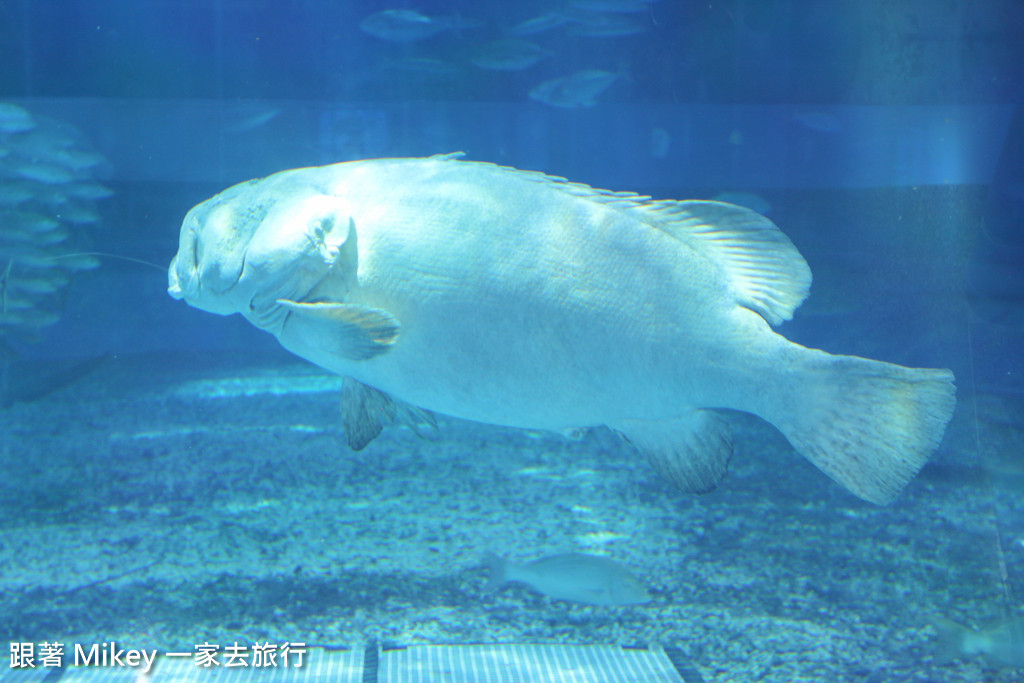 跟著 Mikey 一家去旅行 - 【 沖繩 】 美ら海水族館 - 黑潮之海