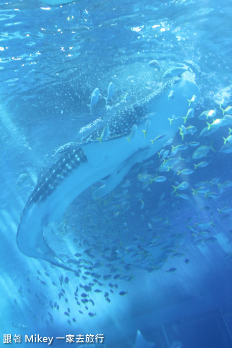 跟著 Mikey 一家去旅行 - 【 沖繩 】 美ら海水族館 - 黑潮之海