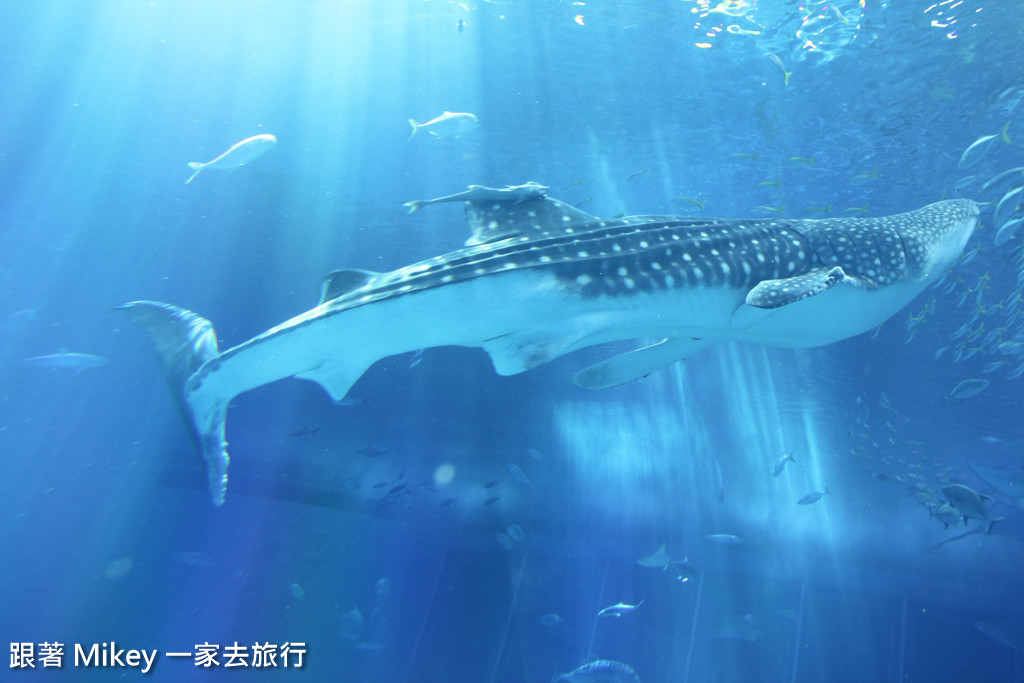 跟著 Mikey 一家去旅行 - 【 沖繩 】 美ら海水族館 - 黑潮之海