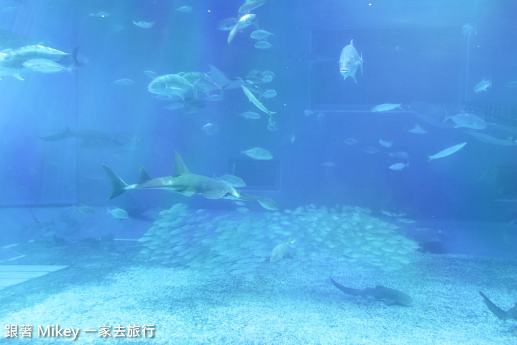 跟著 Mikey 一家去旅行 - 【 沖繩 】 美ら海水族館 - 黑潮之海