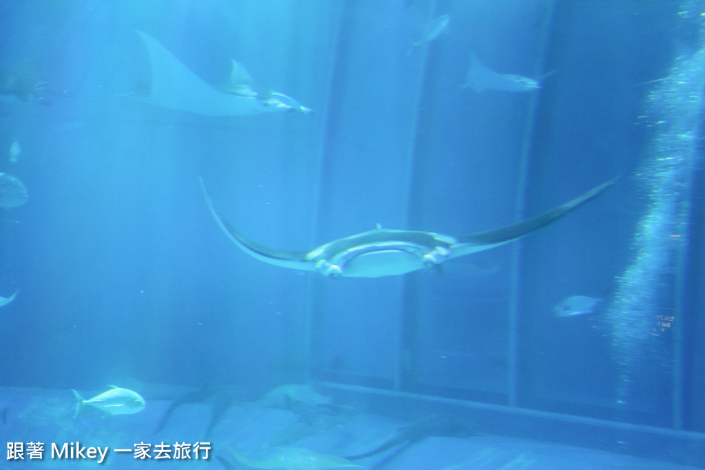 跟著 Mikey 一家去旅行 - 【 沖繩 】 美ら海水族館 - 黑潮之海