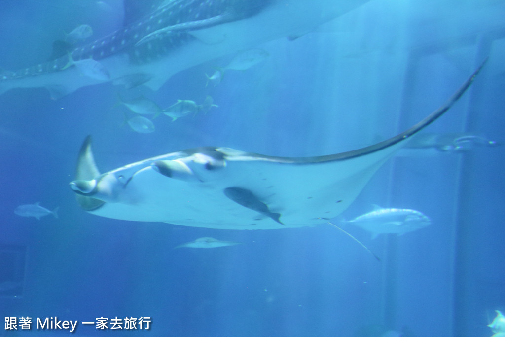 跟著 Mikey 一家去旅行 - 【 沖繩 】 美ら海水族館 - 黑潮之海