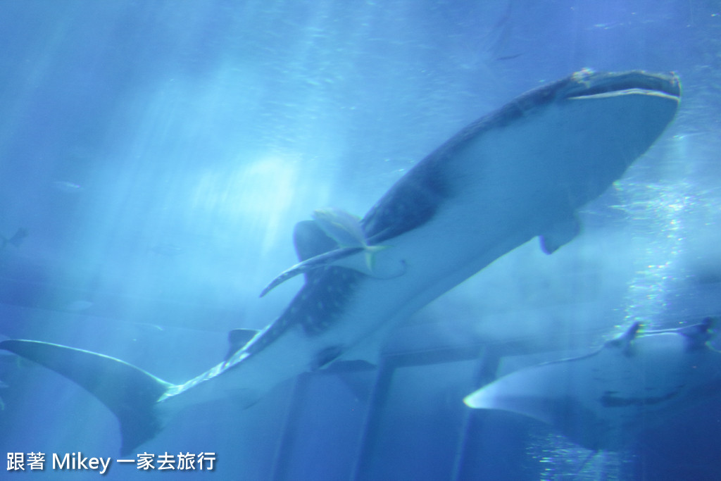 跟著 Mikey 一家去旅行 - 【 沖繩 】 美ら海水族館 - 黑潮之海