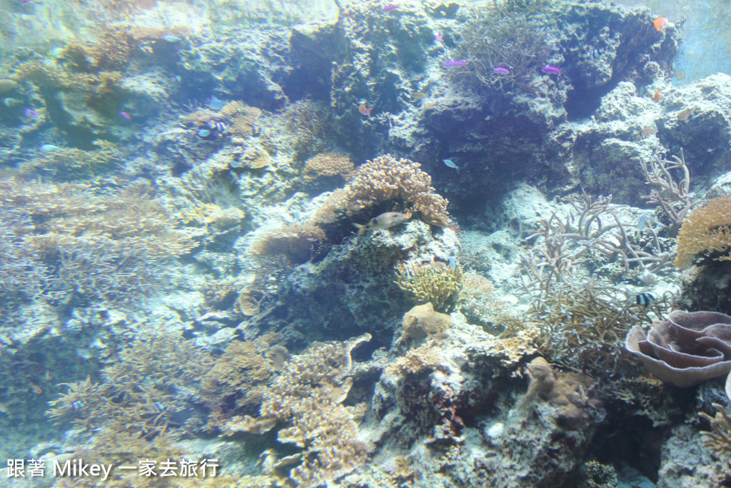 跟著 Mikey 一家去旅行 - 【 沖繩 】 美ら海水族館 - 珊瑚礁之旅