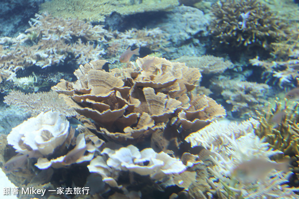 跟著 Mikey 一家去旅行 - 【 沖繩 】 美ら海水族館 - 珊瑚礁之旅