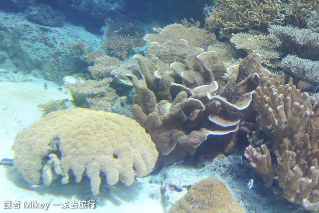 跟著 Mikey 一家去旅行 - 【 沖繩 】 美ら海水族館 - 珊瑚礁之旅